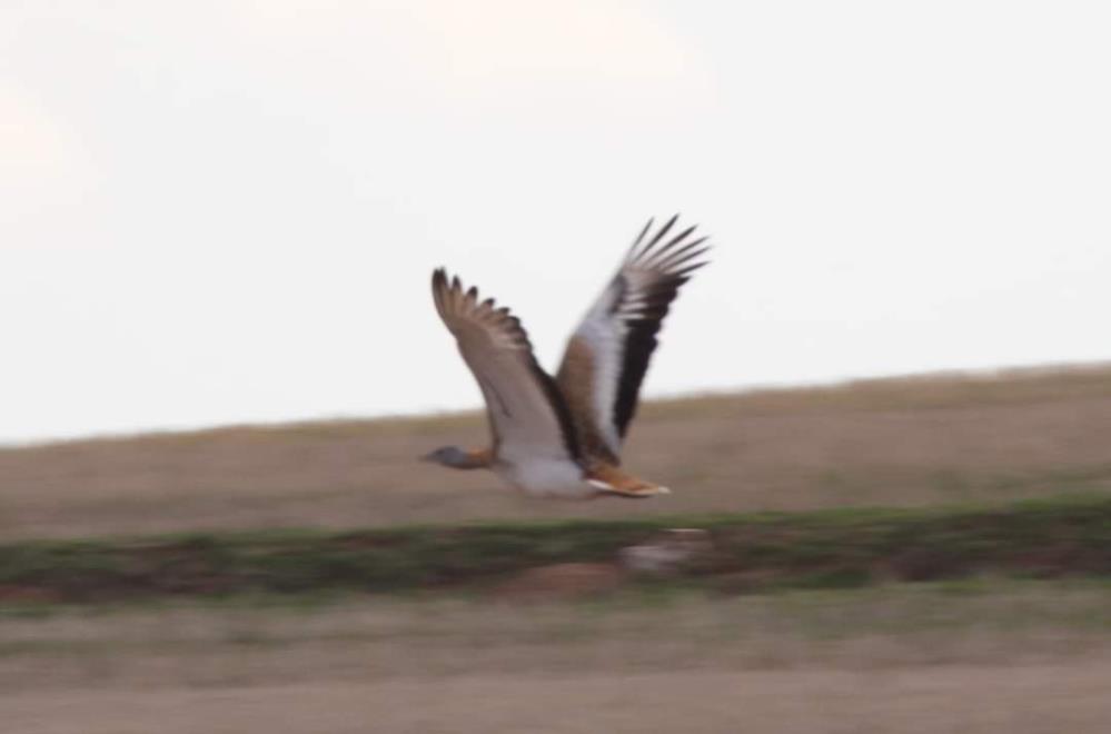 Kırıkkale'de, Toyu Kuşu görüntülendi